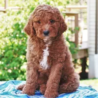 Palmer, a male Miniature Labradoodle for sale in Millerstown, PA – 1 of 7