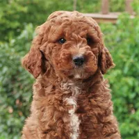 Palmer, a male Miniature Labradoodle for sale in Millerstown, PA – 5 of 7