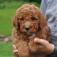 Palmer, a male Miniature Labradoodle for sale in Millerstown, PA – 4 of 7