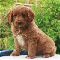 Parker, a male Miniature Labradoodle for sale in Millerstown, PA – 2 of 5