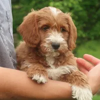 Paxton, a male Miniature Labradoodle for sale in Millerstown, PA – 4 of 6