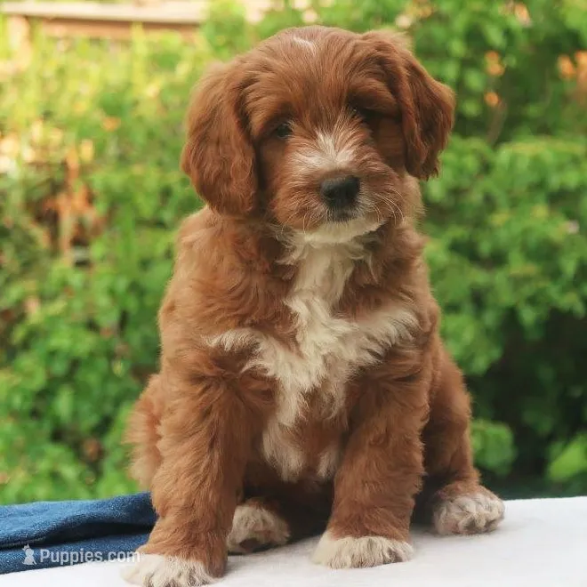 Pierre – Miniature Labradoodle puppy for sale in Millerstown, PA