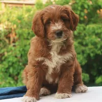 Pierre, a male Miniature Labradoodle for sale in Millerstown, PA – 1 of 5
