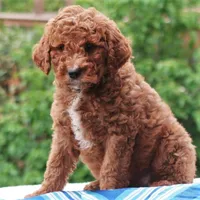Palmer, a male Miniature Labradoodle for sale in Millerstown, PA – 3 of 7