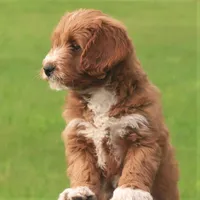 Pierre, a male Miniature Labradoodle for sale in Millerstown, PA – 3 of 5