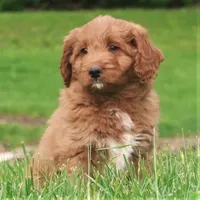 Parker, a male Miniature Labradoodle for sale in Millerstown, PA – 3 of 5