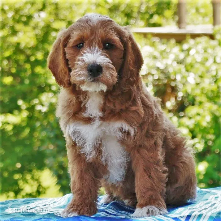 Paxton – Miniature Labradoodle puppy for sale in Millerstown, PA
