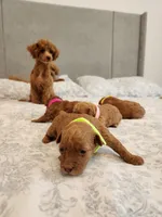 Toy  poodle , a female Poodle - Toy  for sale in Ocean Park, WA – 10 of 10