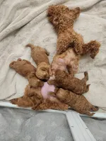 Toy  poodle , a female Poodle - Toy  for sale in Ocean Park, WA – 8 of 10