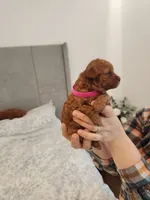 Toy  poodle , a female Poodle - Toy  for sale in Ocean Park, WA – 4 of 10