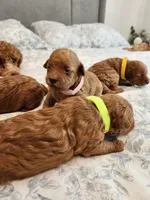 Toy  poodle , a female Poodle - Toy  for sale in Ocean Park, WA – 7 of 10