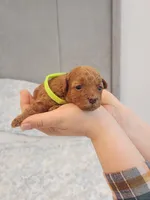 Toy  poodle , a female Poodle - Toy  for sale in Ocean Park, WA – 5 of 10