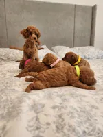 Toy  poodle , a female Poodle - Toy  for sale in Ocean Park, WA – 6 of 10
