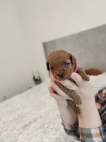 Toy  poodle , a female Poodle - Toy  for sale in Ocean Park, WA – 1 of 10