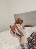 Toy  poodle , a female Poodle - Toy  for sale in Ocean Park, WA – 2 of 10