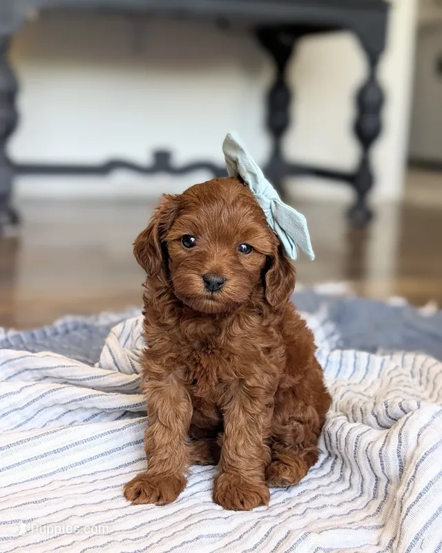 Daisy – Miniature Goldendoodle puppy for sale in Oakville, IA