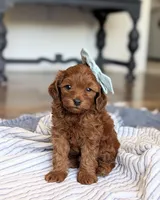 Daisy, a female Miniature Goldendoodle for sale in Oakville, IA – 1 of 1