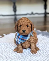 Lucky, a male Miniature Goldendoodle for sale in Oakville, IA – 1 of 1