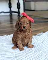 Sky, a female Miniature Goldendoodle for sale in Oakville, IA – 1 of 1