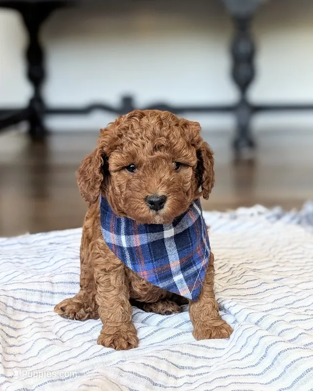 Bear – Miniature Goldendoodle puppy for sale in Oakville, IA