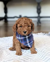 Bear, a male Miniature Goldendoodle for sale in Oakville, IA – 1 of 1