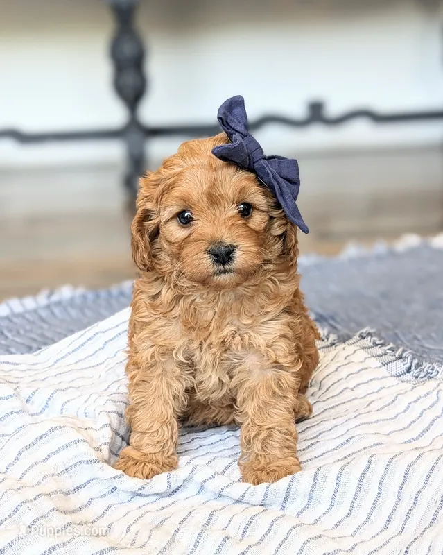 Petunia – Miniature Goldendoodle puppy for sale in Oakville, IA