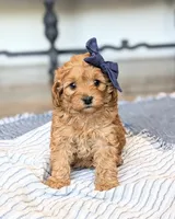 Petunia, a female Miniature Goldendoodle for sale in Oakville, IA – 1 of 1