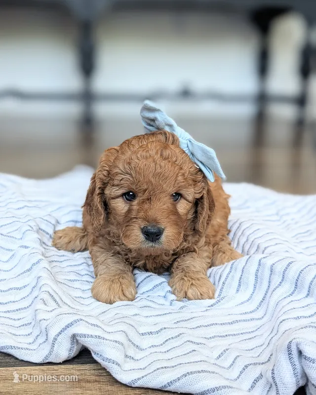 Violet  – Miniature Goldendoodle puppy for sale in Oakville, IA