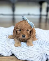 Violet , a female Miniature Goldendoodle for sale in Oakville, IA – 1 of 1