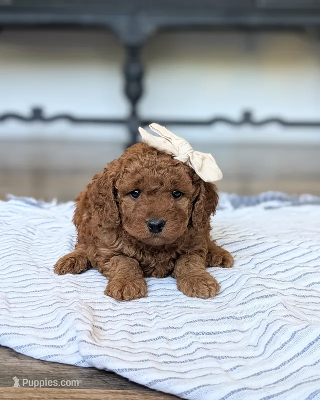 Pearl – Miniature Goldendoodle puppy for sale in Oakville, IA