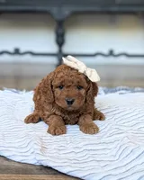 Pearl, a female Miniature Goldendoodle for sale in Oakville, IA – 1 of 1