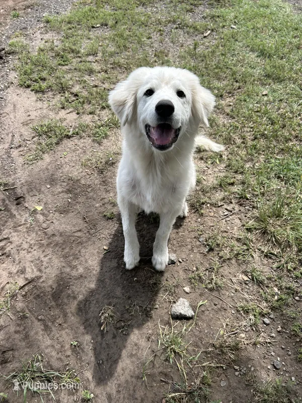 Lottie – Great Pyrenees puppy for sale in Campbell, TX