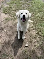 Lottie, a female Great Pyrenees for sale in Campbell, TX – 1 of 7