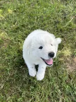 Bear, a male Great Pyrenees for sale in Campbell, TX – 8 of 8