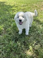 Bear, a male Great Pyrenees for sale in Campbell, TX – 6 of 8
