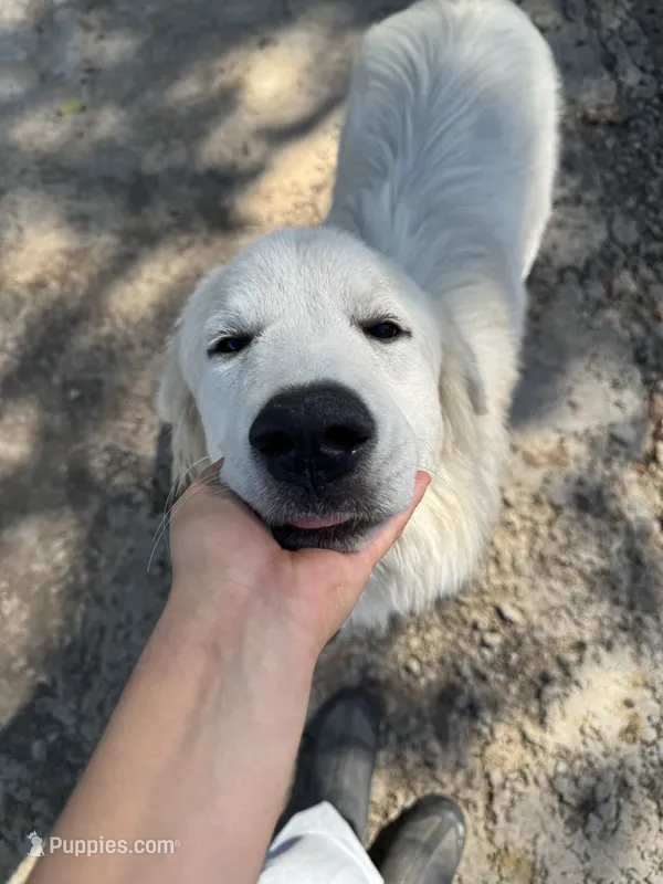 Lottie – Great Pyrenees puppy for sale in Cumby, TX