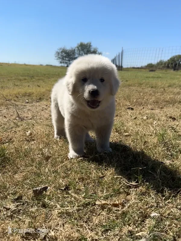 Oakley  – Great Pyrenees puppy for sale in Cumby, TX