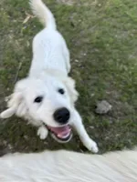 Lottie, a female Great Pyrenees for sale in Cumby, TX – 3 of 4