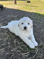 Maisie, a female Great Pyrenees for sale in Campbell, TX – Photo 4 of 7