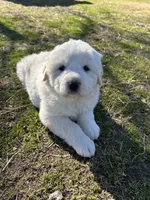 Maisie, a female Great Pyrenees for sale in Campbell, TX – Photo 2 of 7