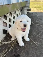 Maisie, a female Great Pyrenees for sale in Campbell, TX – Photo 6 of 7