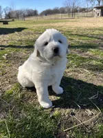 Maisie, a female Great Pyrenees for sale in Campbell, TX – Photo 7 of 7