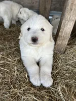 Maisie, a female Great Pyrenees for sale in Campbell, TX – Photo 1 of 7
