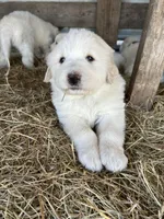 Maisie, a female Great Pyrenees for sale in Campbell, TX – Photo 5 of 7