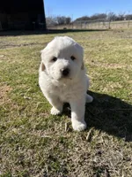 Maisie, a female Great Pyrenees for sale in Campbell, TX – Photo 3 of 7