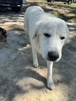 Lottie, a female Great Pyrenees for sale in Cumby, TX – 2 of 4