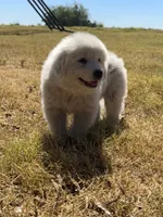 Gus, a male Great Pyrenees for sale in Cumby, TX – 2 of 2