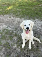 Lottie, a female Great Pyrenees for sale in Cumby, TX – 2 of 4