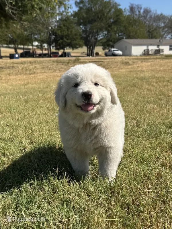 Molly – Great Pyrenees puppy for sale in Cumby, TX