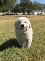 Molly, a female Great Pyrenees for sale in Cumby, TX – 1 of 2